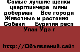 Самые лучшие щенки цвергпинчера (мини доберман) - Все города Животные и растения » Собаки   . Бурятия респ.,Улан-Удэ г.